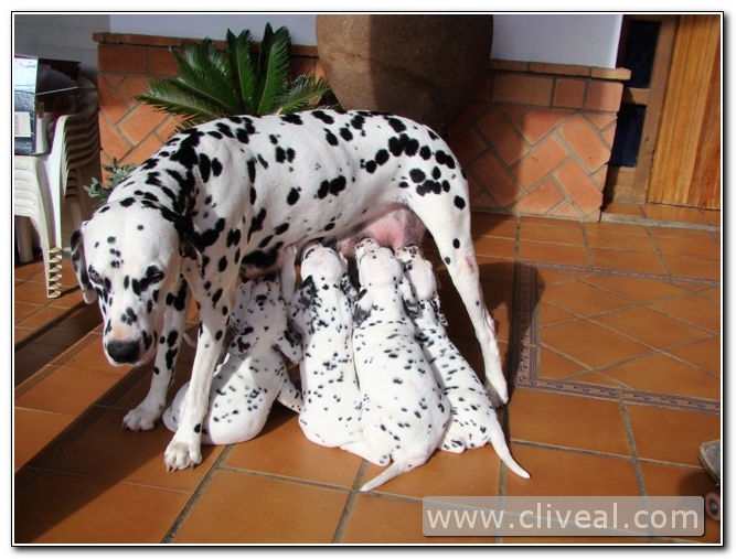 dalmata de cliveal amamantando a su camada