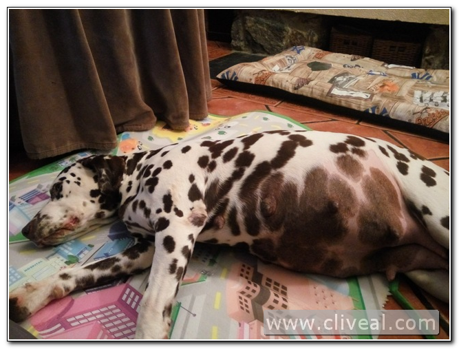 dálmata de dos meses de gestacion del criadero cliveal