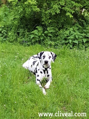 dalmata de suiza