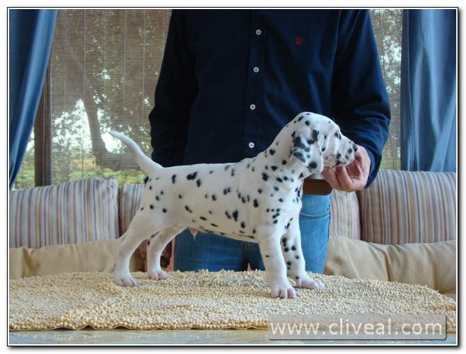 cachorrito dalmata sevilla