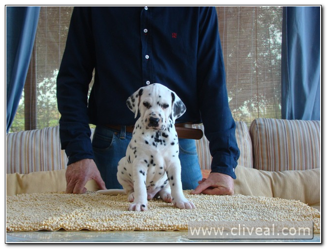 cachorrito dalmata vigo