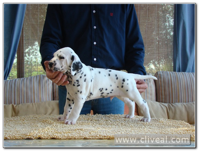 cachorrito dalmata madrid