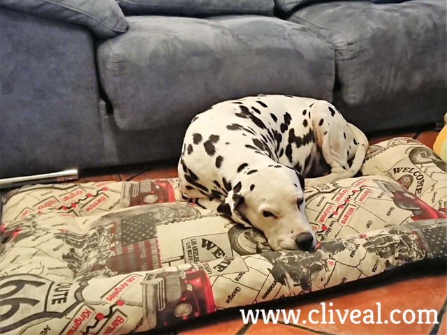 dalmata embarazada descansando