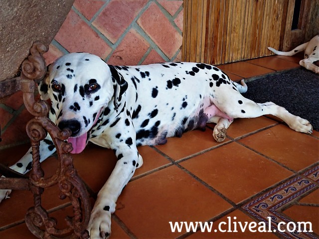 dalmata embarazada