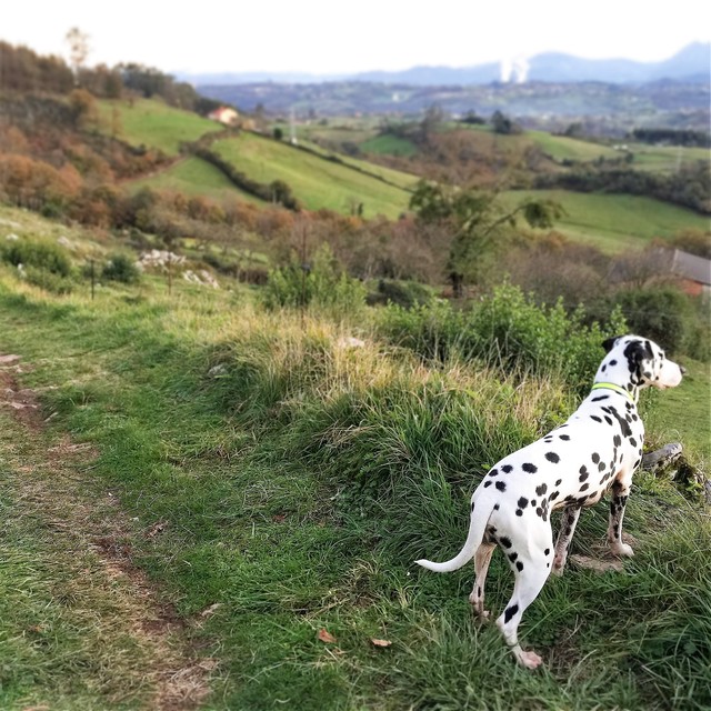 dalmata en asturias