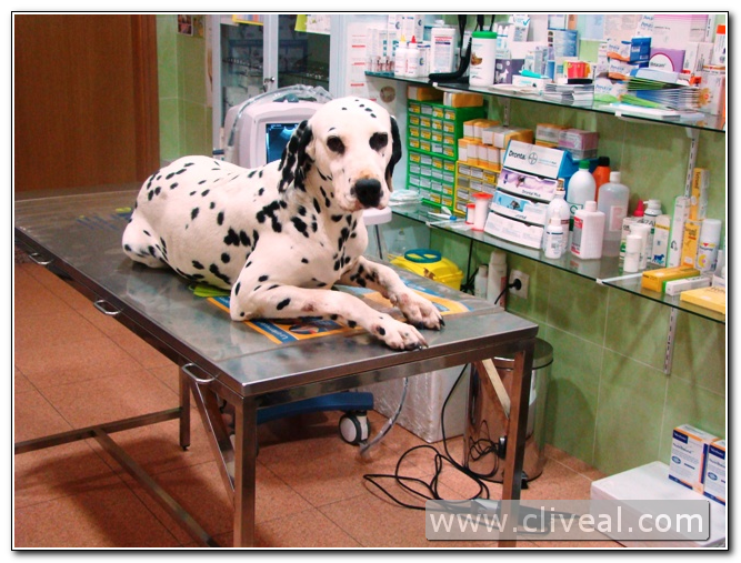 dálmata en la clínica veterinaria cliveal