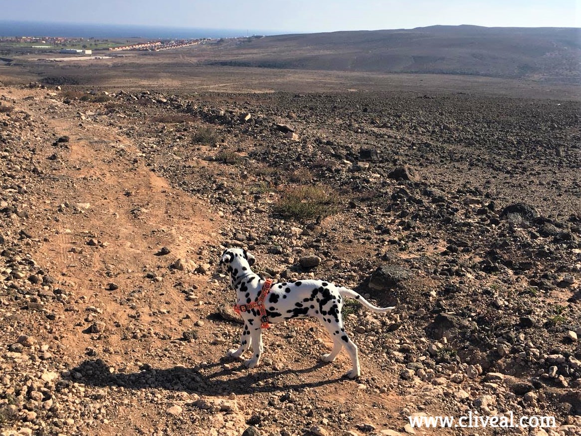 dalmata en el desierto