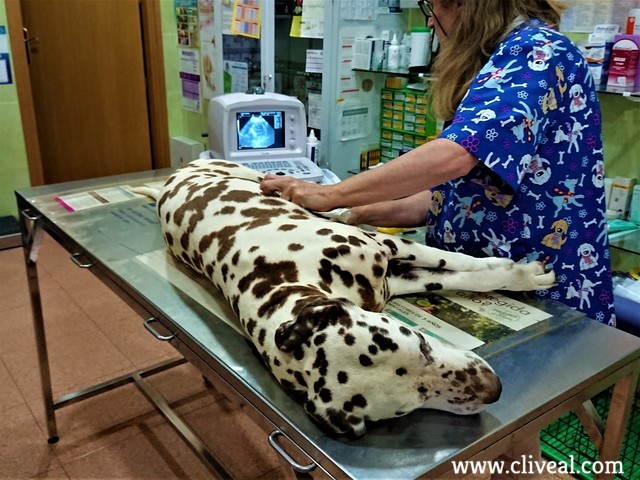dalmata en el veterinario