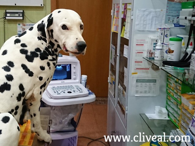 dalmata en el veterinario