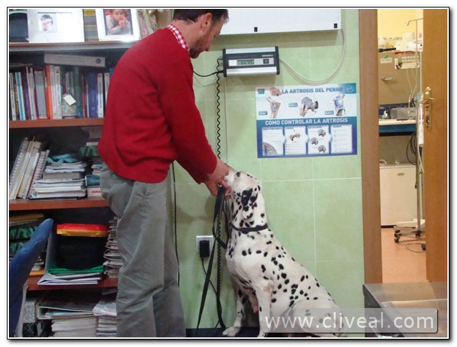 dálmata en la báscula de la clínica veterinaria cliveal de almendralejo