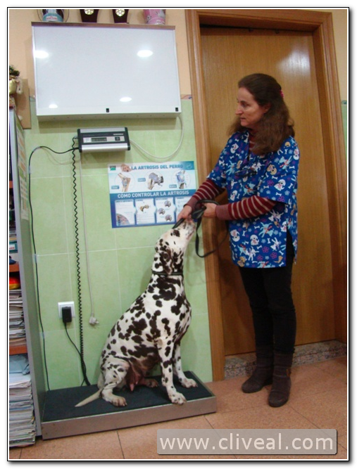 dalmata en la bascula de la clinica veterinaria cliveal
