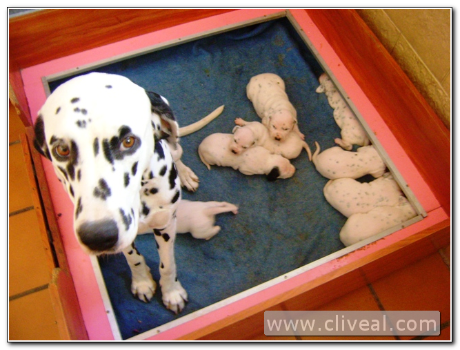 dalmata en la paridera