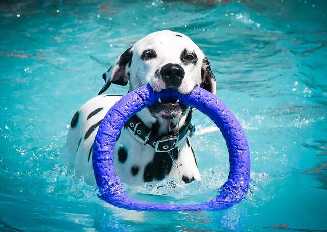 dalmata en la piscina