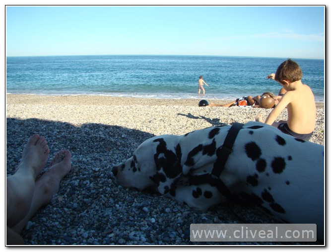 dalmata-en-la-playa