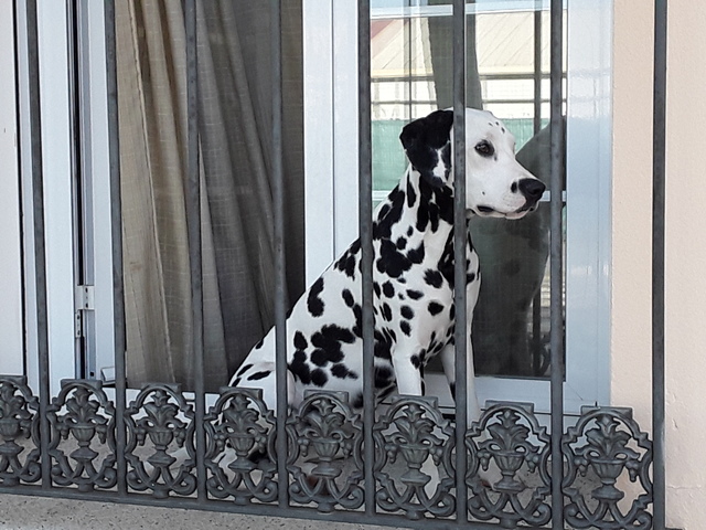 dalmata en la ventana