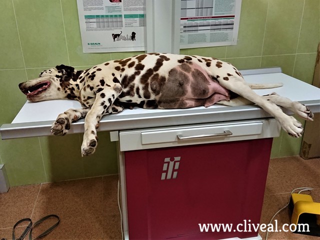 dalmata en mesa de rx