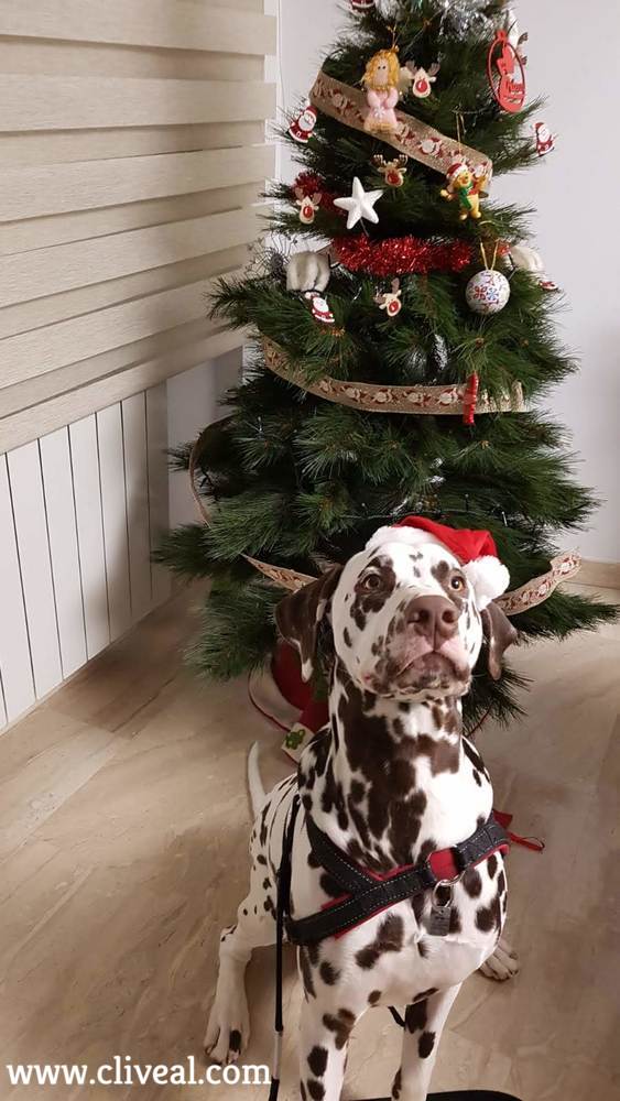 dalmata en Navidad