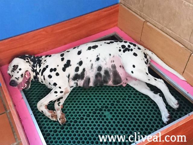 dalmata en paridera canina