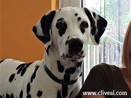 dalmata en suiza