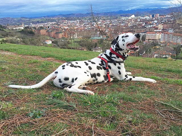 dalmata gijon