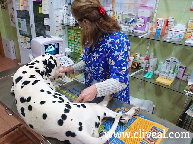 dalmata haciendose eco de gestacion