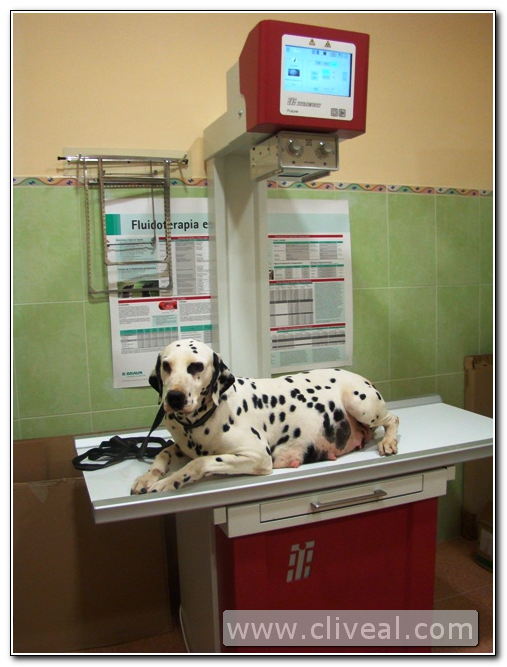 dálmata haciéndose placa de rx en la clínica veterinaria cliveal de almendralejo (Badajoz)