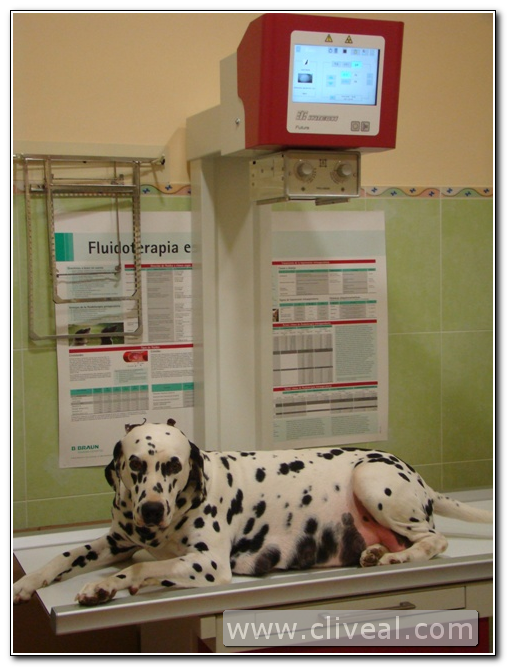 dalmata haciendose radiografia