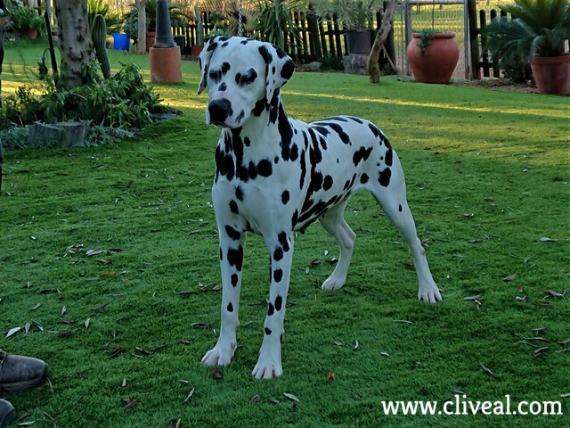 dalmata hembra criadero cliveal