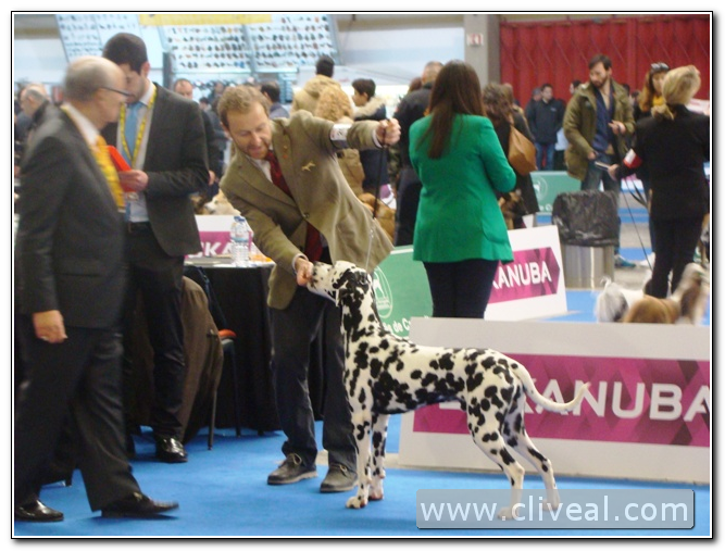 dalmata joven en exposicion canina de oporto