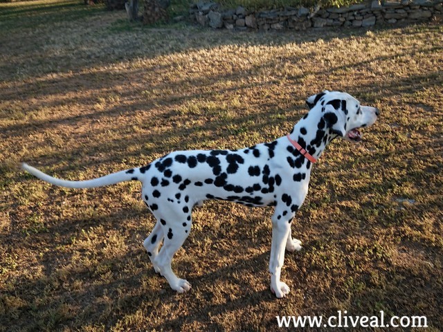 dalmata joven