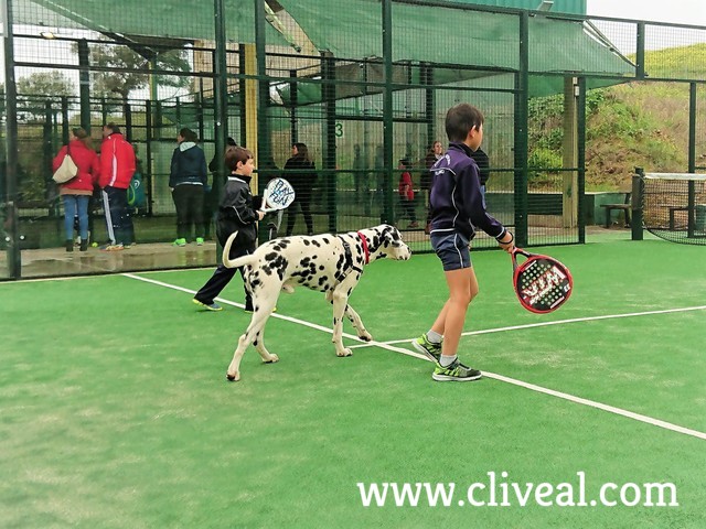 dalmata jugando al padel