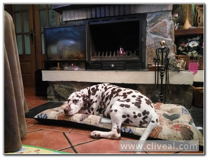 dalmata junto a chimenea
