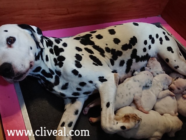 dalmata junto a su camada