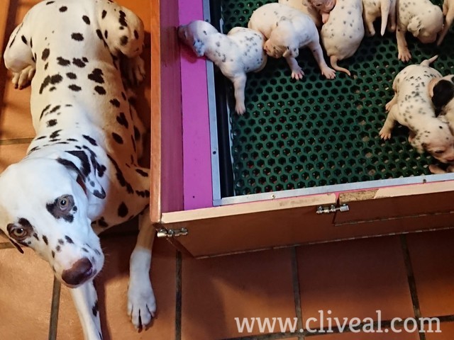 dalmata junto sus cachorritos