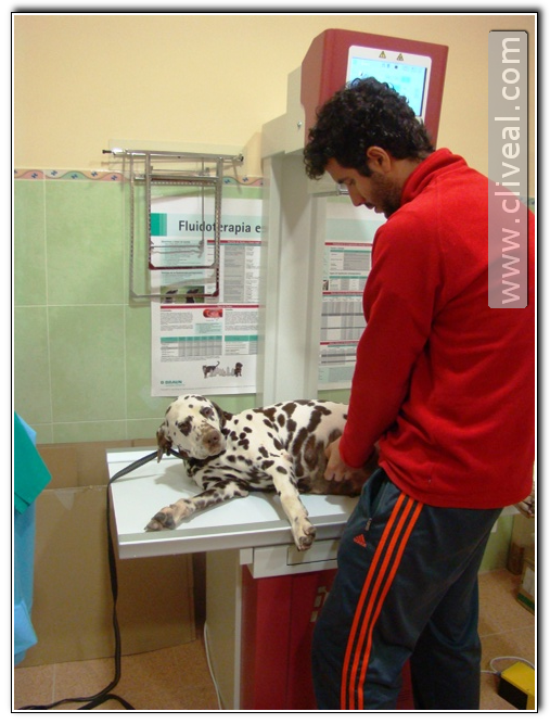 dalmata Lusi en la sala de Rayos