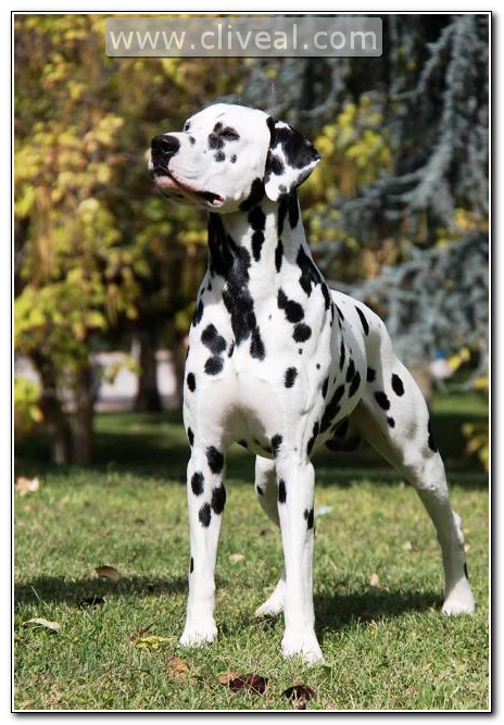 dalmata macho tiberius de cliveal