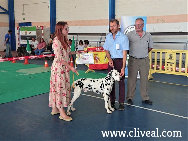 dalmata macho dog show