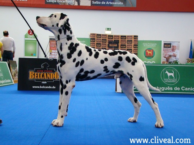 dalmata macho