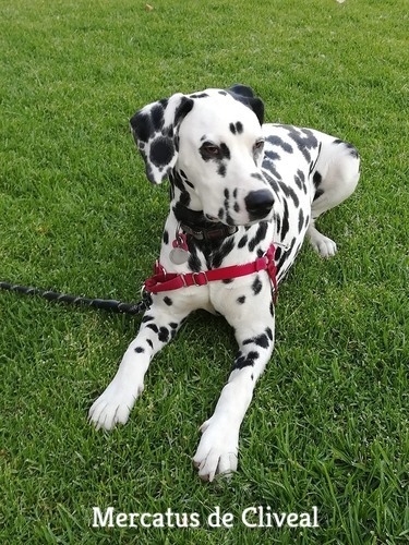 dalmata malaga cliveal