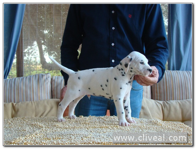 blue eye dalmatian
