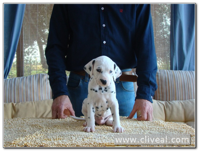blue eye dalmatian