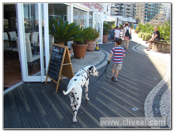 dalmata paseado por niño