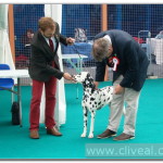 dalmata-penny-juzgandose