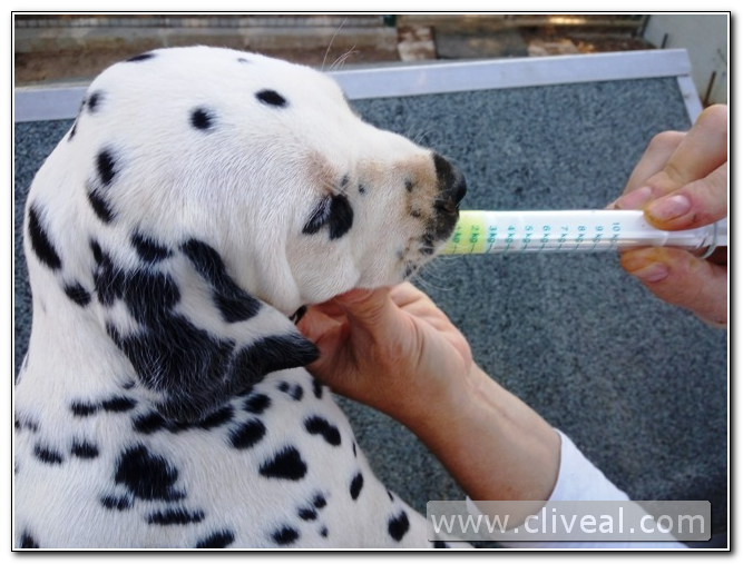 dalmata pequeño desparasitándose