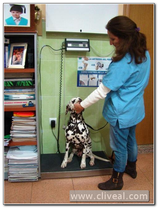 dalmata pesándose en una báscula en la clínica veterinaria cliveal