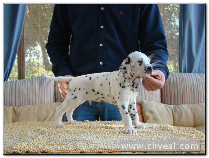 dalmata cachorrito