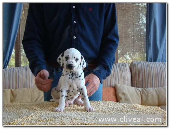 dalmata cachorrito
