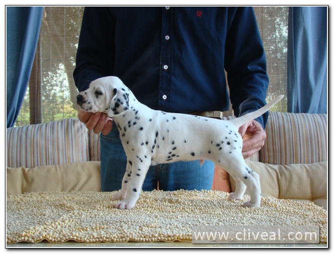 dalmata cachorrito