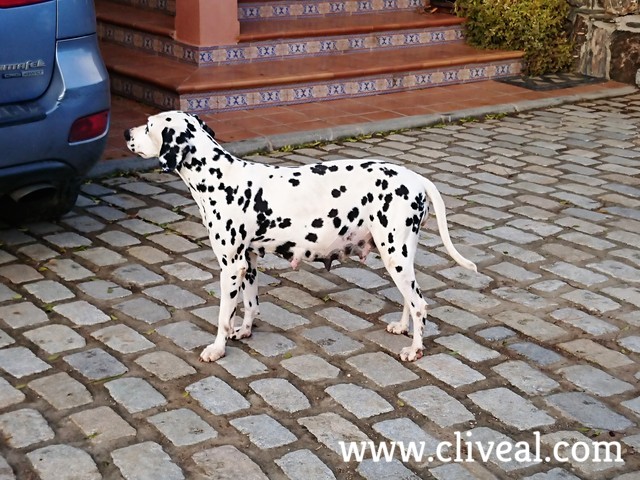 dalmata preñada de 2 meses