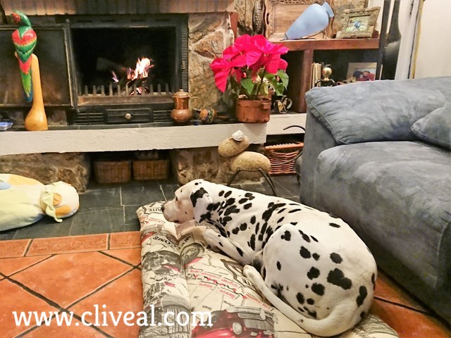 dalmata preñada descansando